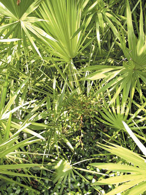 Saw Palmetto plants