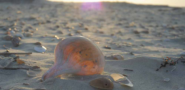 Little Saint Simons Island