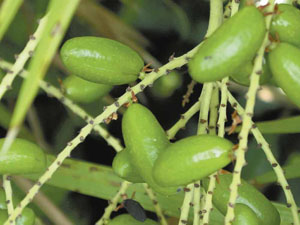 Saw Palmetto Berries